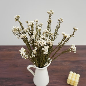 Mazzo di margherite secche, crisantemi naturali, mini margherite bianche, fiori di prugna per matrimonio