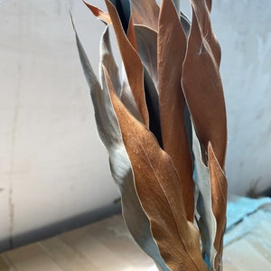 Dried magnolia leaves Natural - Wedding Decor - Rustic Bouquets - Wreaths - Floral Arrangement