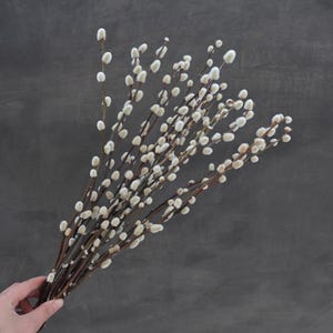 May include: A bundle of pussy willow branches with soft, white catkins. The stems are brown and slender, and the background is a dark gray. The arrangement is held in a hand, showcasing the natural texture and color of the spring blooms.