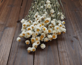 2024 New Dried White Daisies Dried daisy bunch natural chrysanthemum, mini daisy white daisies