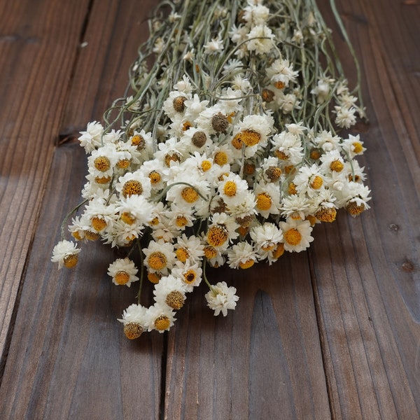 2024 New Dried White Daisies Dried daisy bunch natural chrysanthemum, mini daisy white daisies