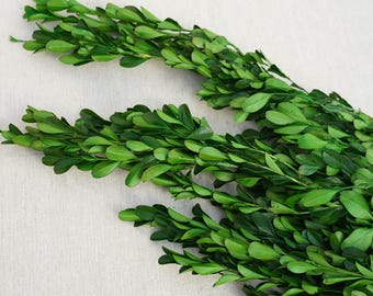 Preserved foliage Boxwood preserved flowers preserved Mini leaf
