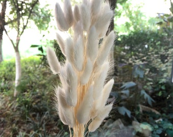 50-60 X / bunny tails /bunch white high quality natural dried foxtail bouquet