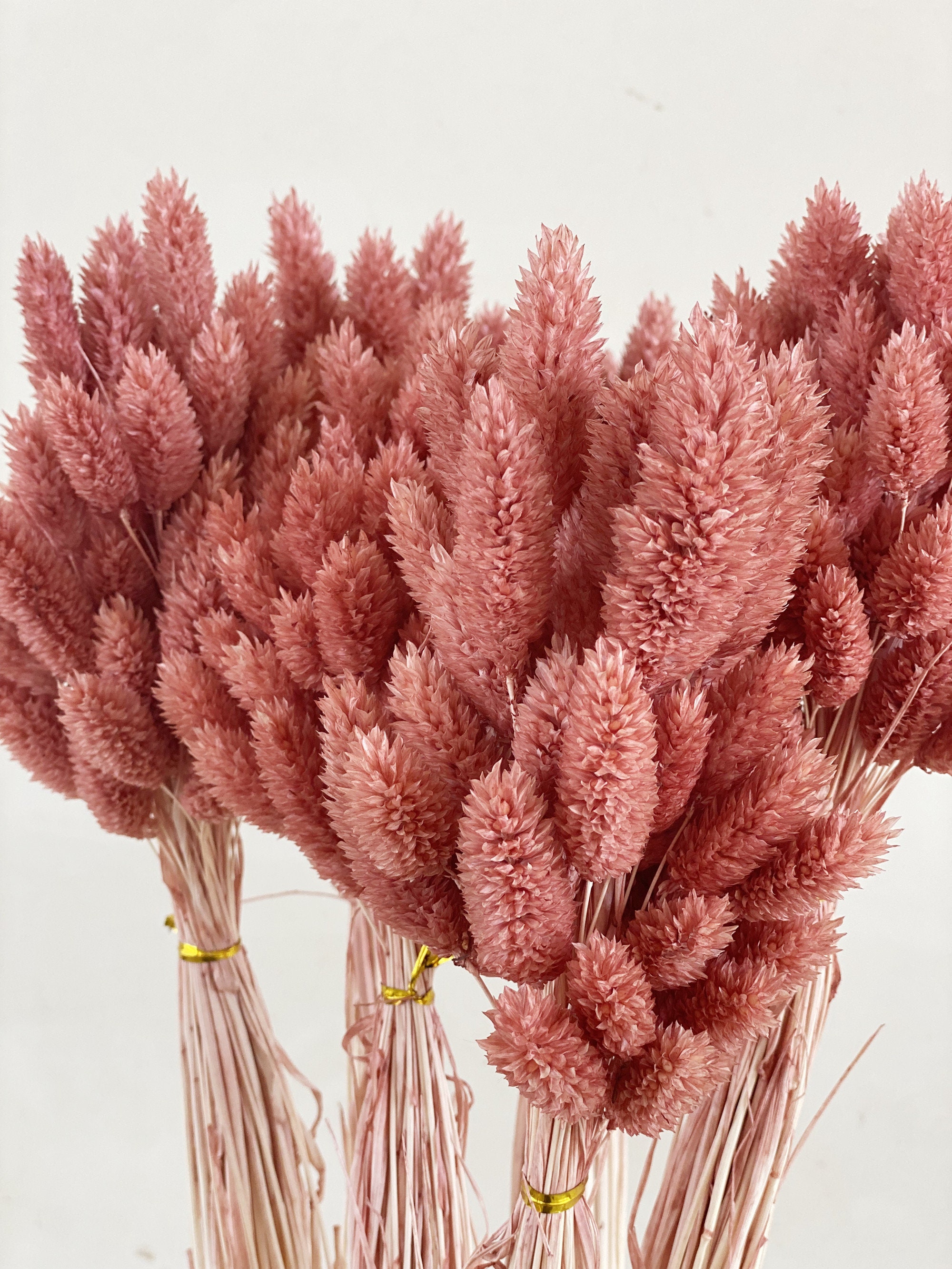 50-60 pcs Dried Canary grass,Blush phalaris bunch, Dried canary grass, Dried flowers bouquet,  Phalaris bouquet, Canary grass