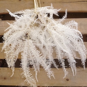 10X Large Size Mountain Fern in White, Cream Dried flower, Preserved Fern