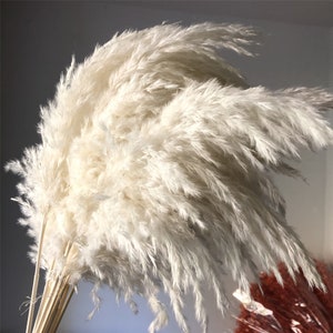 Puede incluir: Un ramo de plumas de hierba de la Pampa de color crema. La hierba ornamental seca tiene una textura suave y plumosa y está atada en la base con tallos de color natural. Las plumas son de color neutro, adecuadas para la decoración del hogar.