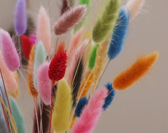 Bunny Tails Bunch 50 stems - Mixed Colors - Colorful