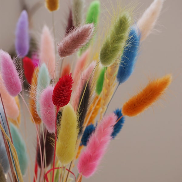 Bunny Tails Bunch 50 stems - Mixed Colors - Colorful