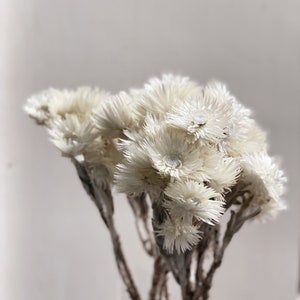 Elicriso essiccato Eterni, fiori secchi. Carta di paglia Daisy Conservata , 1 fascio