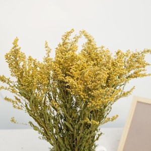 Yellow flowers, dried Goldenrod, yellow dried flower, dried bouguet,dried flower filler, Solidago Canadensis, meadow flower