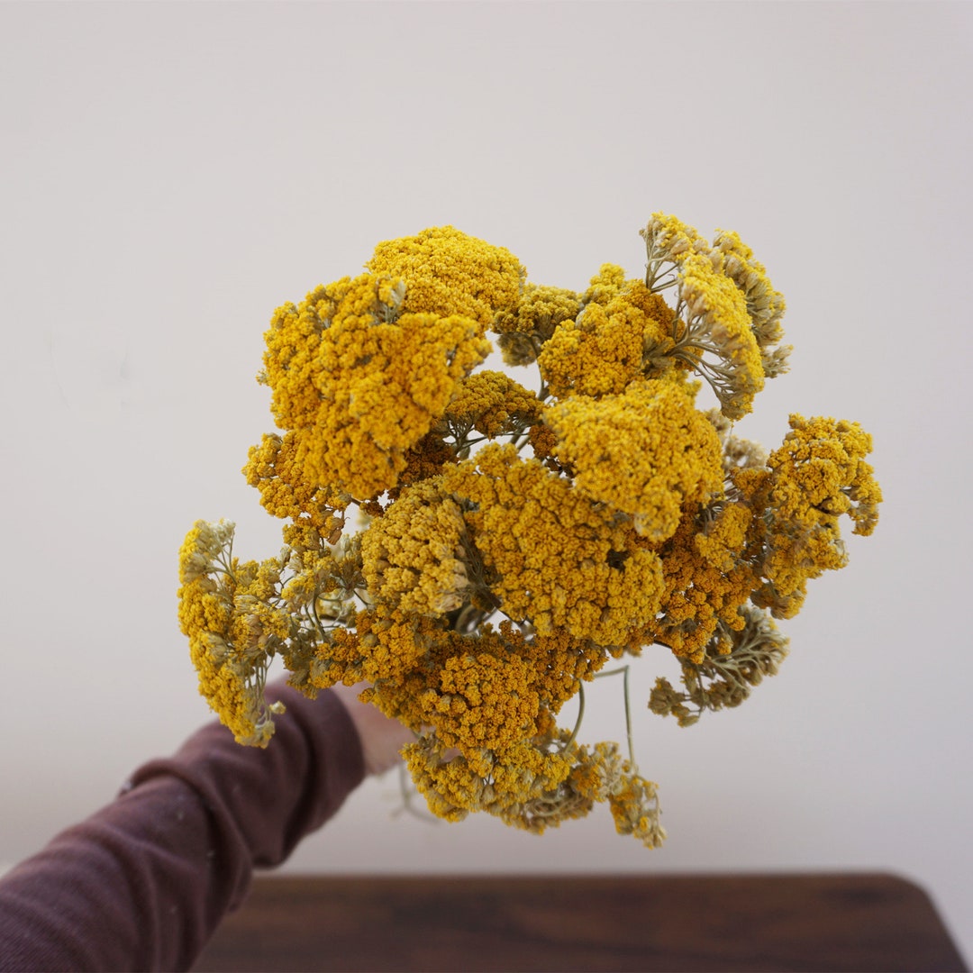 10 Stems Dried Yarrow Bunch, Dried Yarrow, Golden Flowers, Gold Flowers