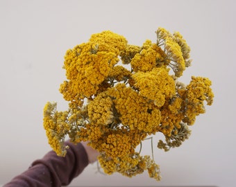 10 stems Dried Yarrow Bunch, dried yarrow, golden flowers, gold flowers, yellow dried flowers, yellow wedding flowers