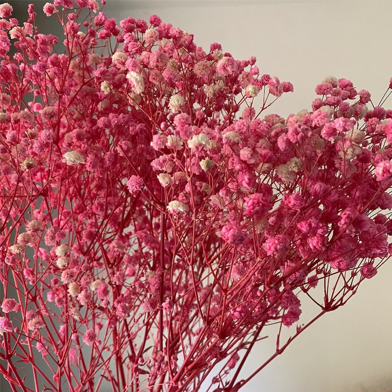 Natural Baby's Breath Flower Gypsophila Bouquet Home Etsy