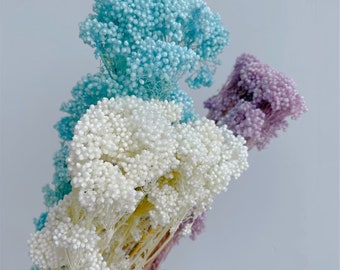 Flor de arroz en conserva / ramo lleno de ramo de pastizal / ramo de flores secas / BRICOLAJE