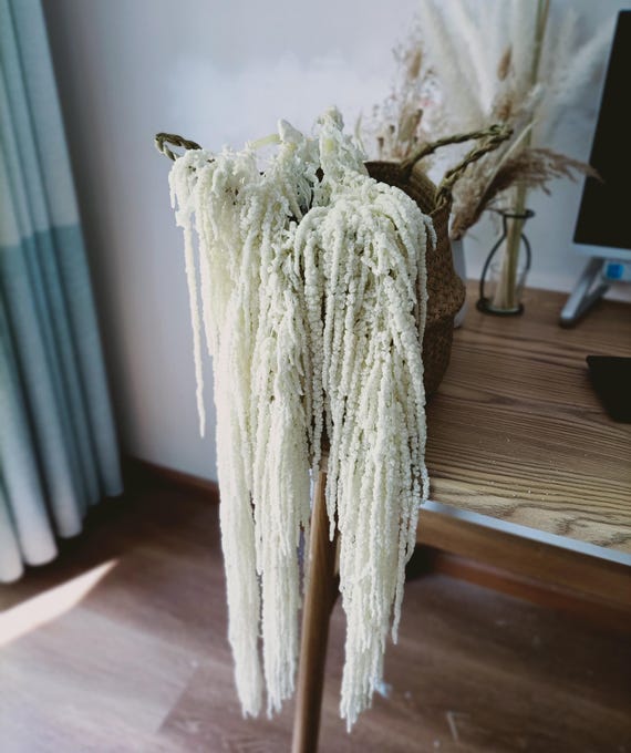 White Hanging Amaranthus Dried | Bleached White Amaranthus | Preserved Flowers | Wedding Decor | Wedding Bouquet | Hanging Dried Flowers