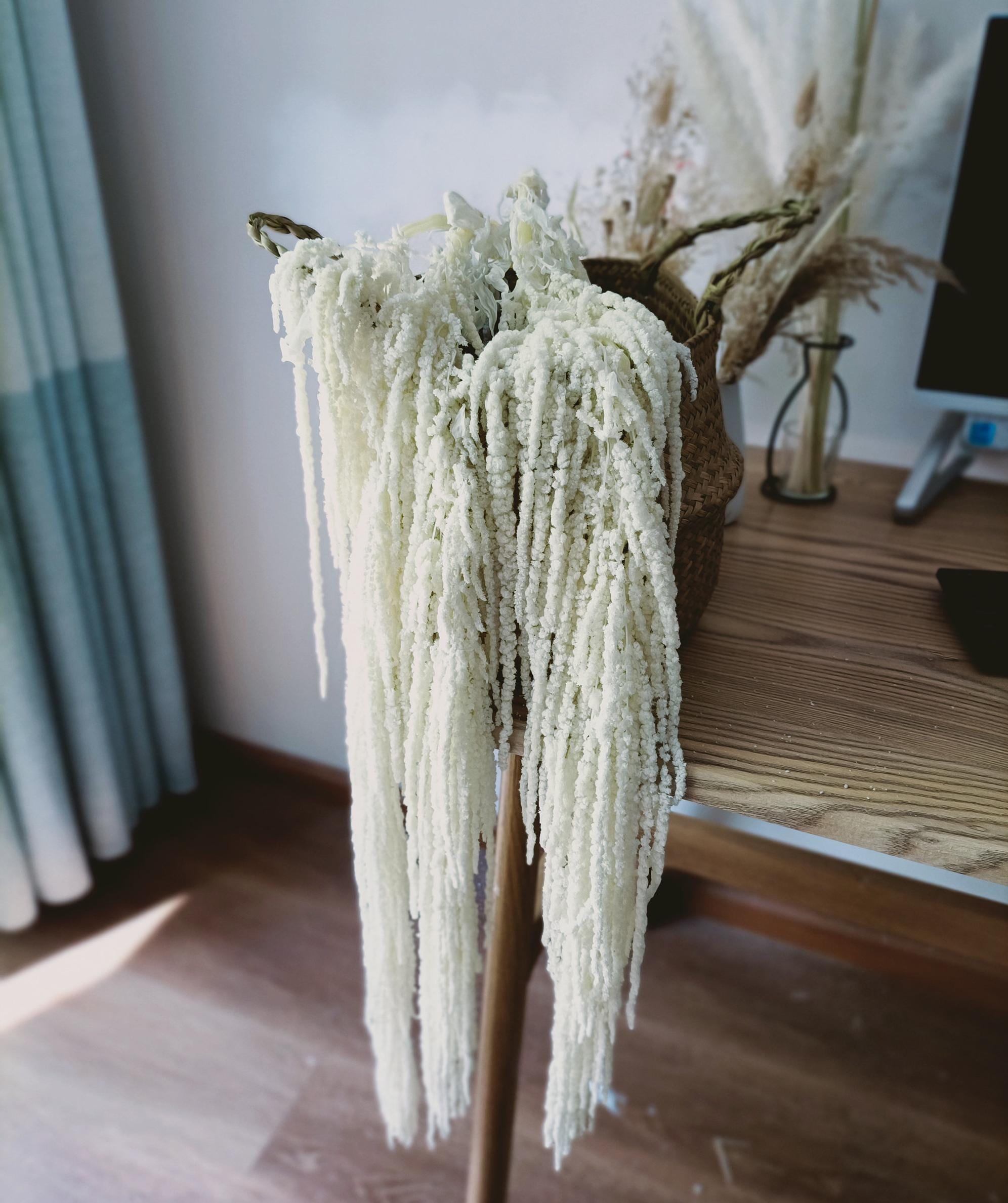 White Hanging Amaranthus Dried | Bleached White Amaranthus 