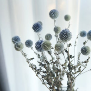15-18 flower heads globe thistle, blue thistle, a bunch of dried flowers,
