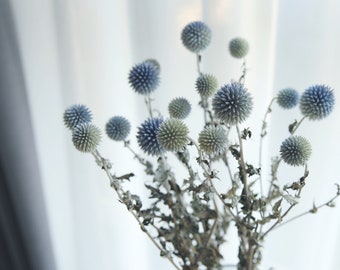 15-18 flower heads globe thistle, blue thistle, a bunch of dried flowers,