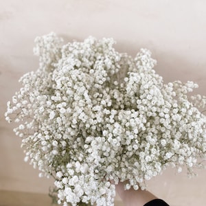 Wholesale customization Large bundle Preserved Baby's Breath Flower - Off-White,Cream,Ivory,wedding,gypsophila,baby's breath cloud