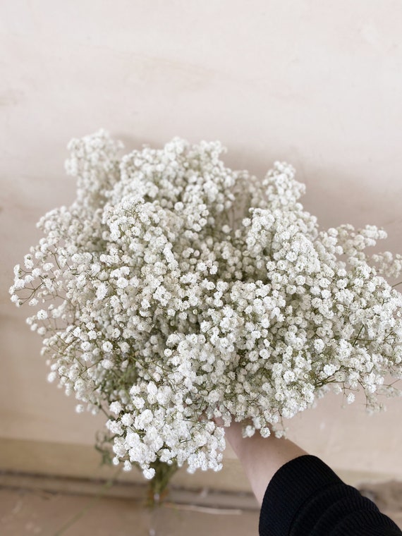 3 Bunches Dried Babys Breath Flowers Bulk Babysbreath Flower Babysbreath  Branches Artificial Gypsophila Bouquets Faux Plant Stems Babysbreath Decor