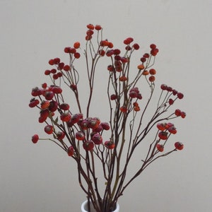 Może przedstawiać: Bukiet suszonych owoców dzikiej róży w białym wazonie. Owoce dzikiej róży są w żywym czerwonym kolorze i skupione na końcach cienkich, brązowych łodyg. Tło jest w neutralnym, złamanym białym kolorze.