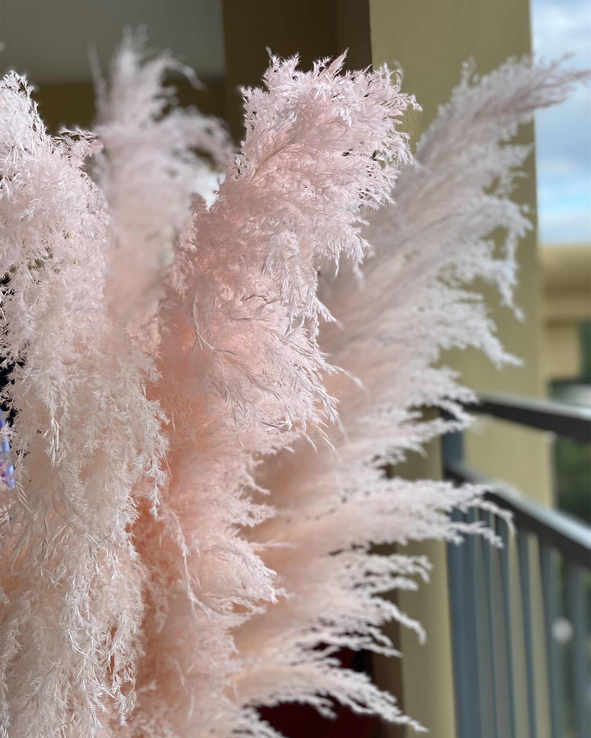 Dried Tall and Fluffy Pink Pampas Grass - UK - Kiss My Pampas