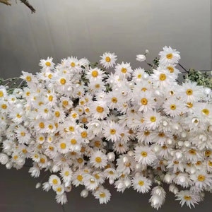 2024 nouvelles marguerites blanches séchées Rodanthe séchées Bouquet de fleurs séchées naturelles Fleurs sauvages naturelles