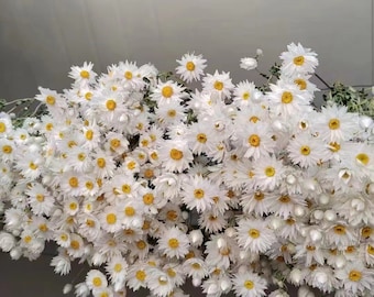 2024 New Dried White Daisies Dried Rodanthe Natural dried flower bouquet Natural wildflowers