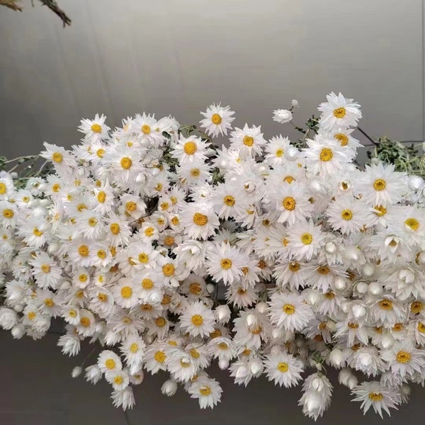 2024 New Dried White Daisies Dried Rodanthe Natural dried flower bouquet Natural wildflowers