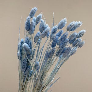 60X  Dried Phalaris - Burnt Orange Canary Grass