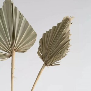 3X Dried Spear Palm Leaves / Dried Palms / Natural Palms / Palm Frond