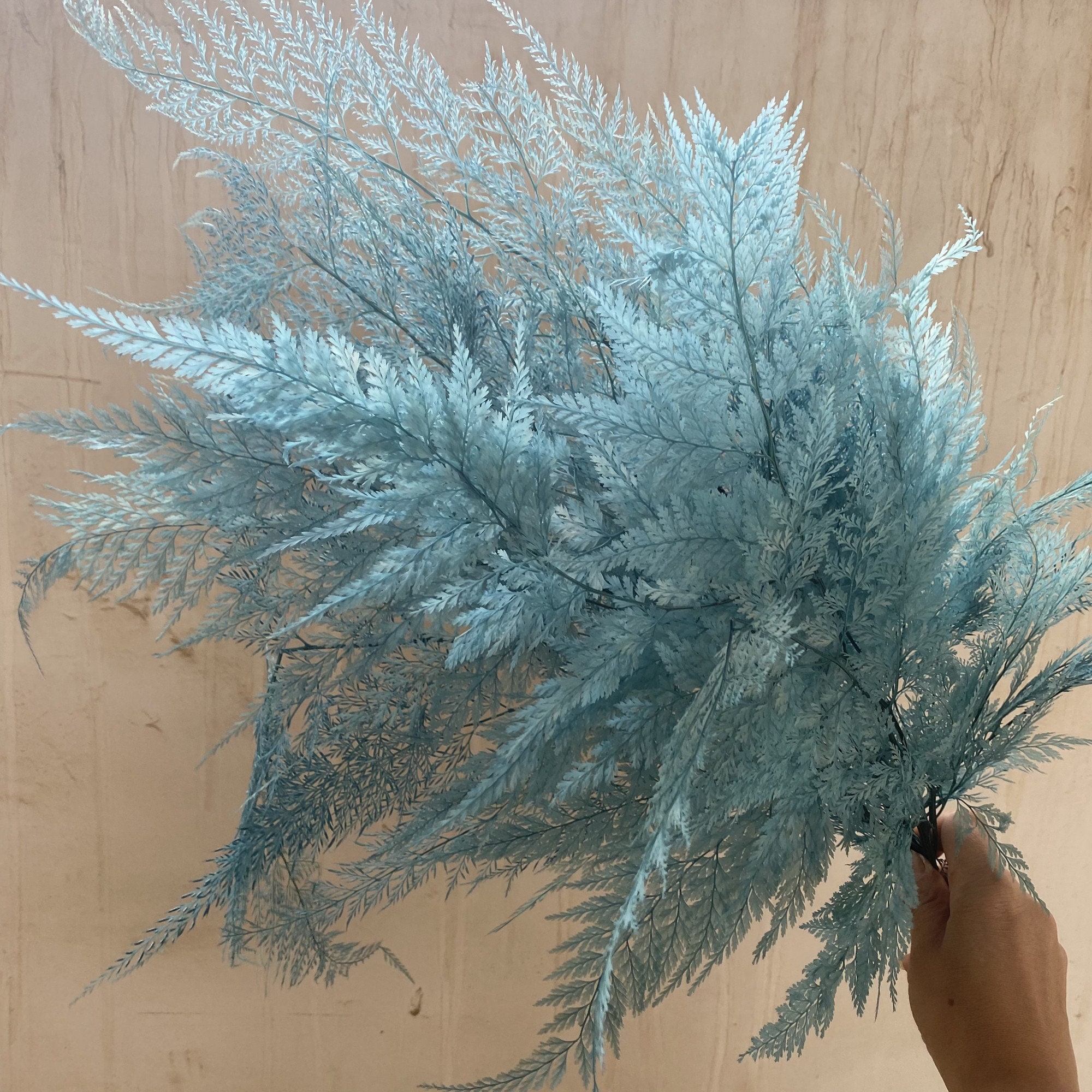 Snowflake Bleached Ivory Dried Fern 5 Stems / Preserved Fern - Etsy