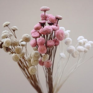 Blush Button Flowers, White Dried Flowers, wedding decor, Natural，Floral arrangements, flower arrangements, Wedding flowers, Small flowers