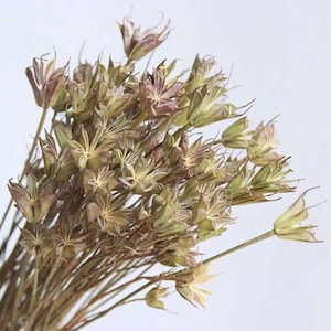 One Bunch Dried Oriental Nigella Seed Pods in Natural 17&#39;&#39; Tall
