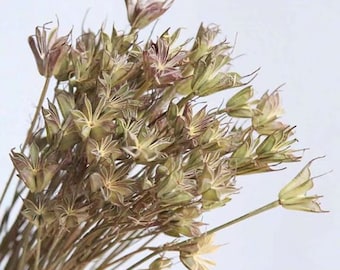 One Bunch Dried Oriental Nigella Seed Pods in Natural 17'' Tall