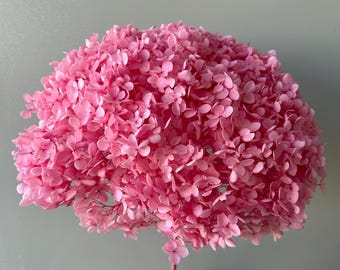 Large Premium Preserved Hydrangea/Preserved Cream Full Bloomed Hydrangea - 8-10" Bloom