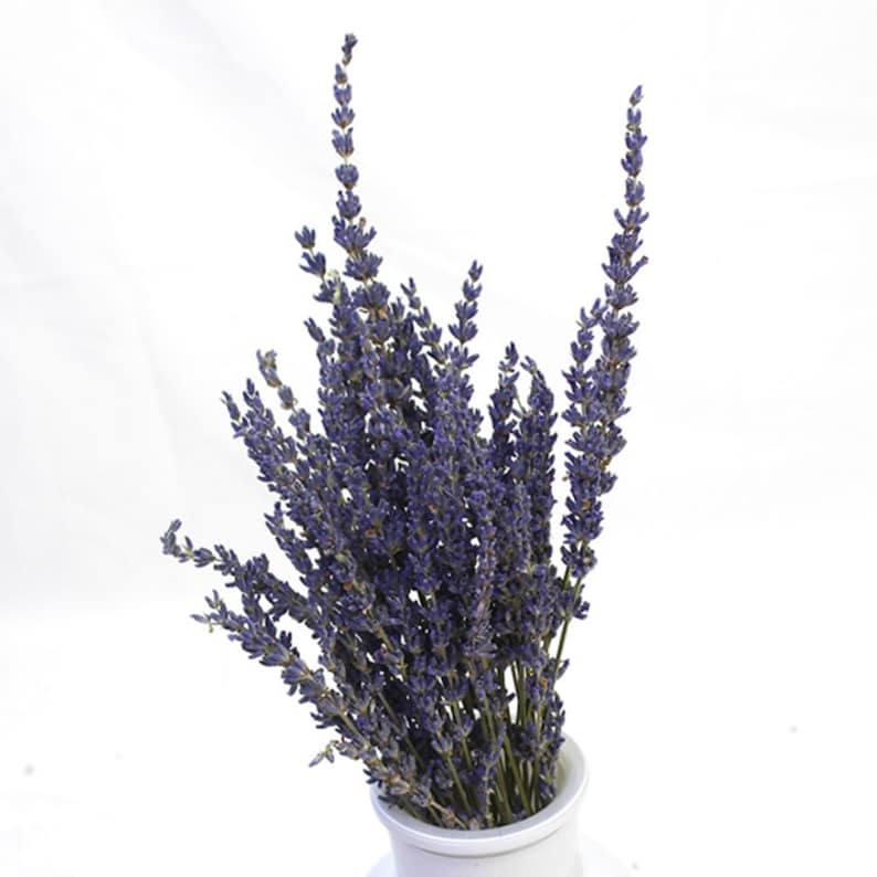 250300 Stems/bundle Lavender Highquality Dried Flowers Etsy