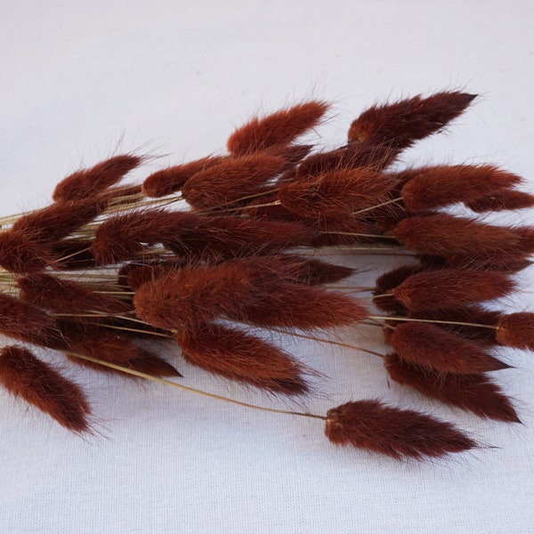 55-60 stems Dried Lagurus Grass / Burnished Brown / Rust / Bunnt Tails