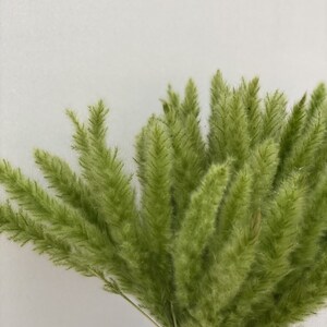 以下が含まれることがあります： 白い花瓶に入った、乾燥した緑色の観賞用グラスのブーケ。 羽根のように柔らかい、明るい緑色の草が、柔らかく、質感のある外観を作り出しています。 花瓶は垂直の溝があり、シンプルでエレガントなデザインで、アレンジメントの自然な美しさを引き立てています。