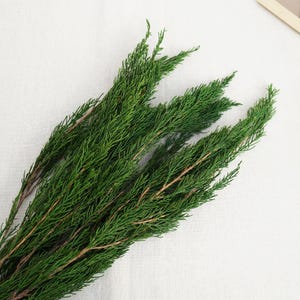 May include: Close-up of several green cedar branches with fine, needle-like leaves. The branches have a natural, organic appearance, with a mix of light and dark green hues. The stems are a light brown color.