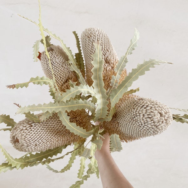 Dried Banksia Hookerana,Natural Protea ,Breakdown,Neutra Tones