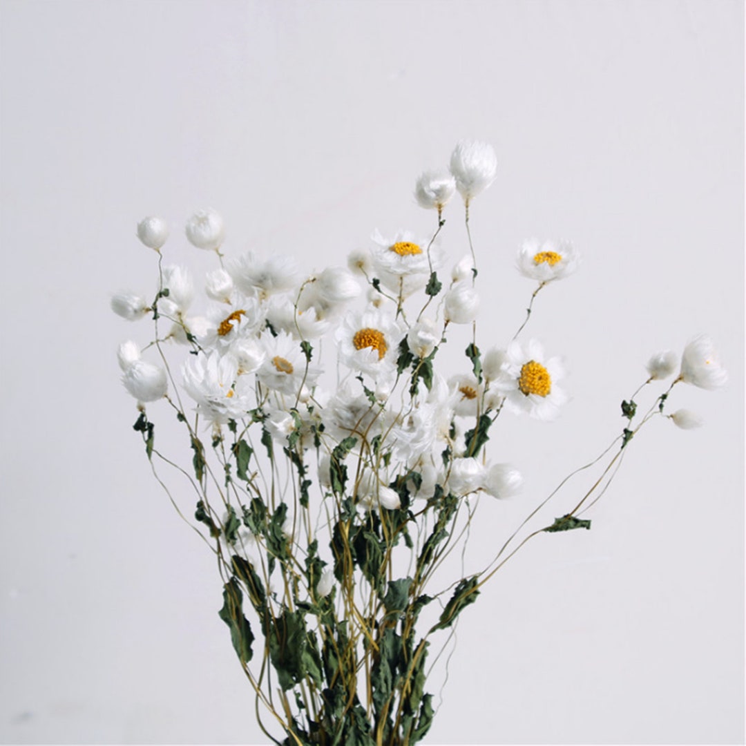 Dried Small Chrysanthemum dried Flowers Arrangementfloral Craft