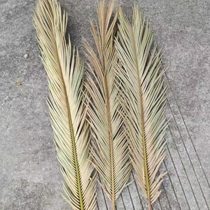 3 Stems Natural Palm leaf Dried Sago Palm Leaves