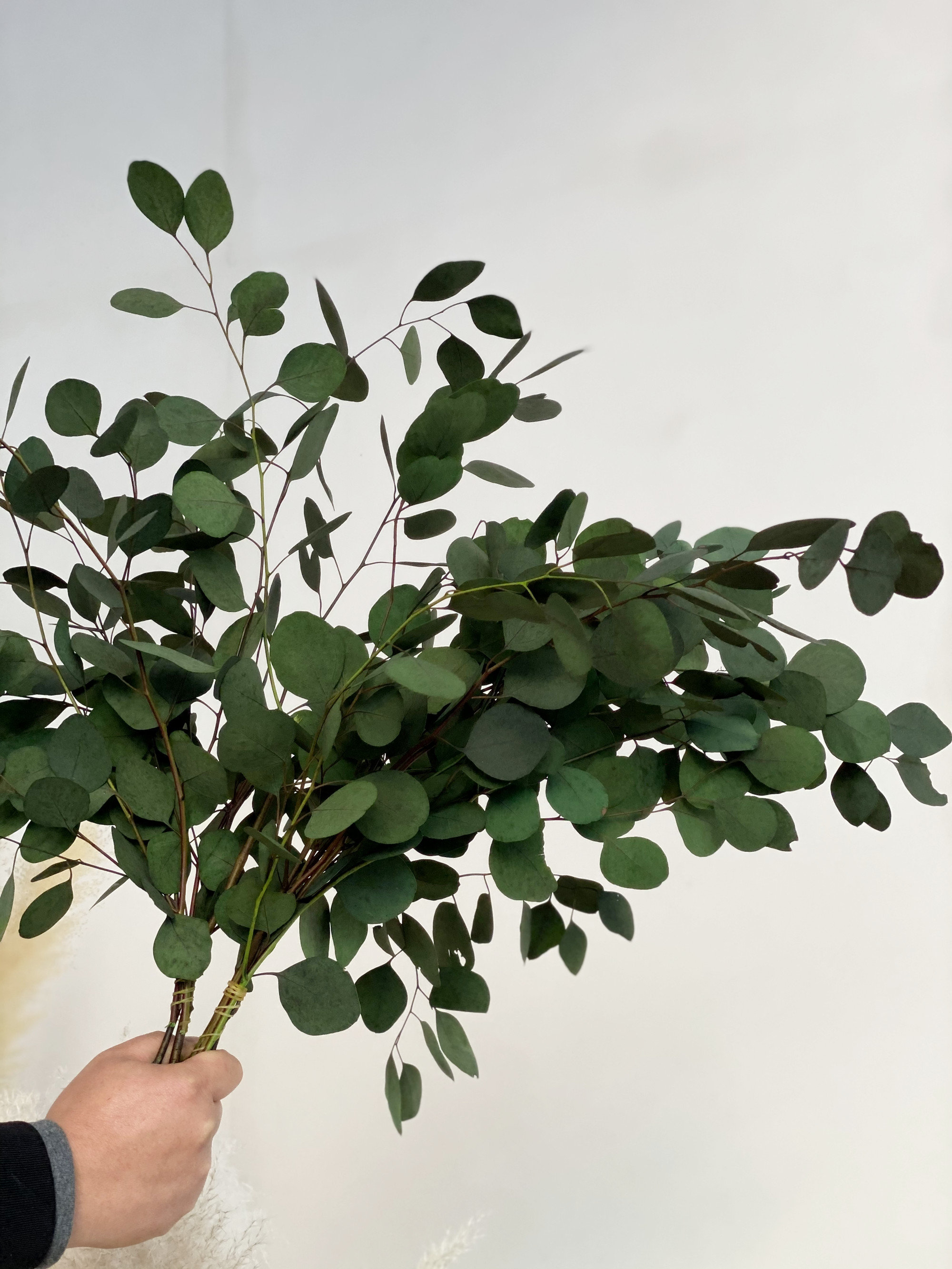 Eucalyptus Greens