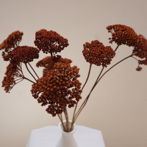 Gebrannte orangefarbene Schafgarbe, getrocknete Schafgarbe, natürliche Blumen, gelbe Blumen, getrocknete Herbstblumen, Hochzeitsblumen, Herbstblumen, gebleichte Schafgarbe