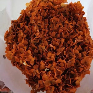 Burnt orange Preserved Hydrangeas | Dried Hydrangea | Orange Flower | Dried Flowers | Preserved Flowers | Home Decor