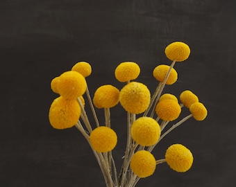 2024 New 20 stems Dried billy balls craspedia wholesale dried flowers Billy Buttons dried yellow flowers