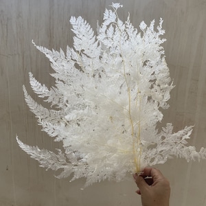 Snowflake Bleached Ivory Dried Fern - 5 Stems / Preserved Fern