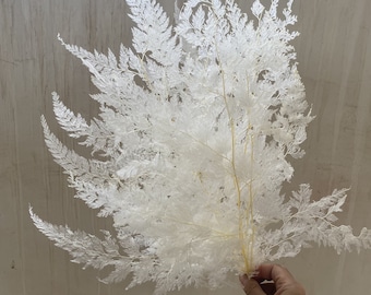 May include: A bundle of white, feathery dried flowers. The delicate, textured leaves are clustered along thin, yellow stems. The flowers are held in a hand against a neutral background. Ideal for home decor or crafting.