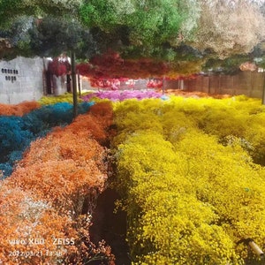 5 24 pezzi Forcina per capelli Respiro del bambino, Forcina per capelli Gypsophila, Forcina per capelli da sposa Respiro del bambino, Accessori per capelli da sposa, Forcine per capelli con fiori secchi immagine 5